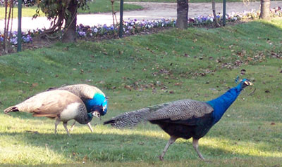 Peacocks